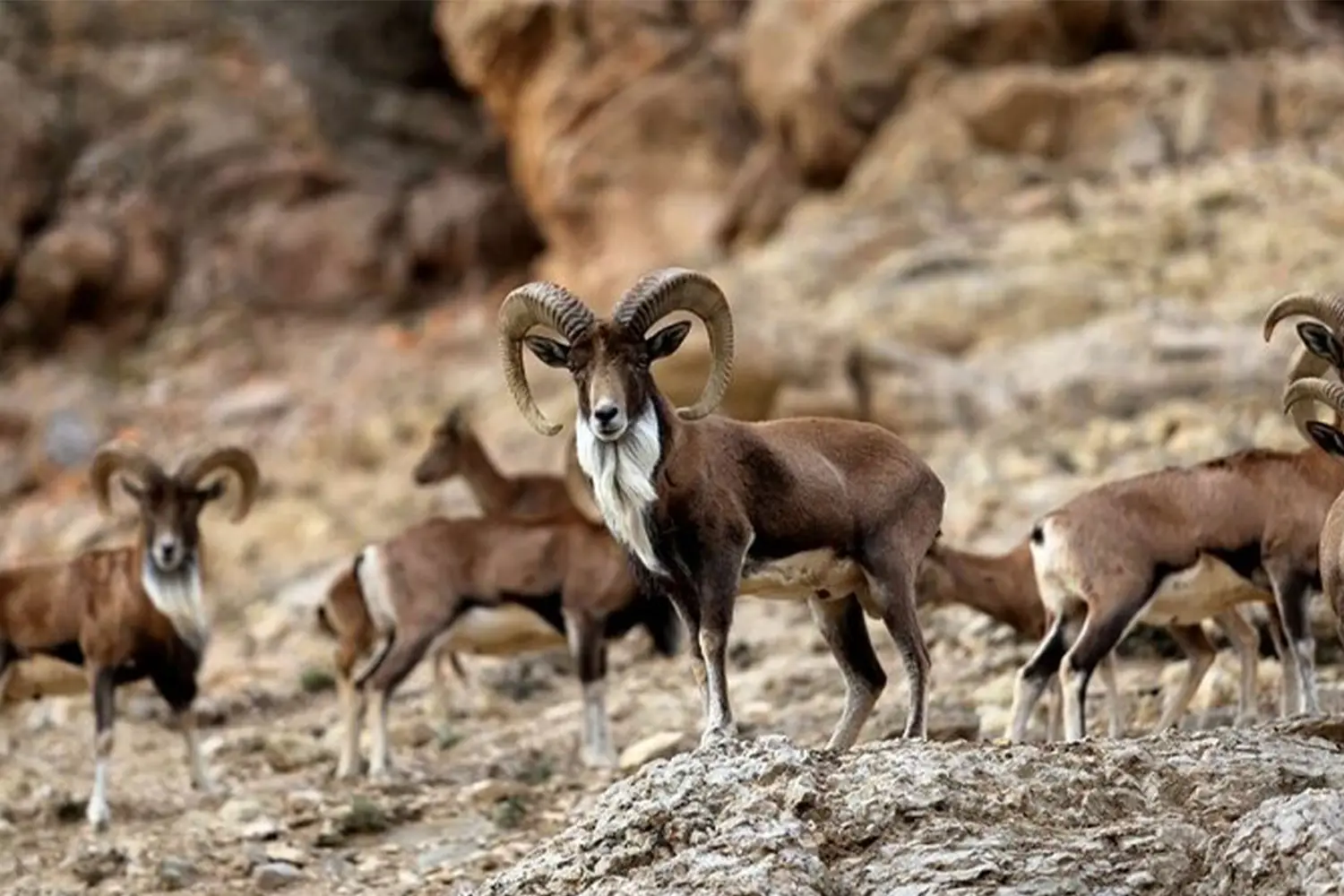 ناوچەی پارێزراوی ئەنگوران
