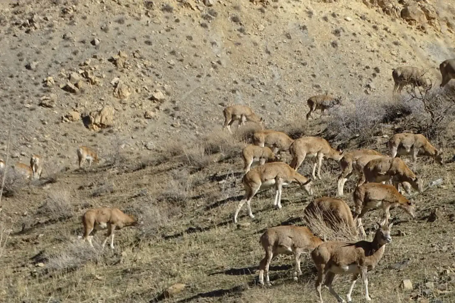 ناوچەی پارێزراوی ئەنگوران