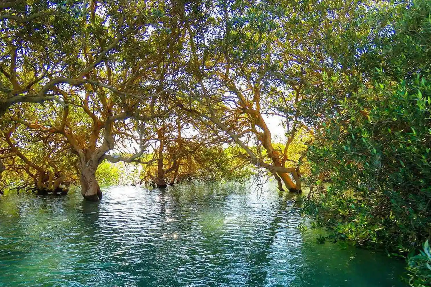 دارستانی حرا