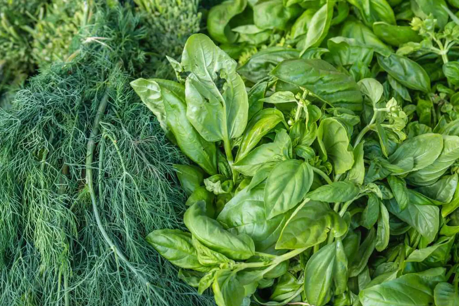 سەوزی تازەی چیا