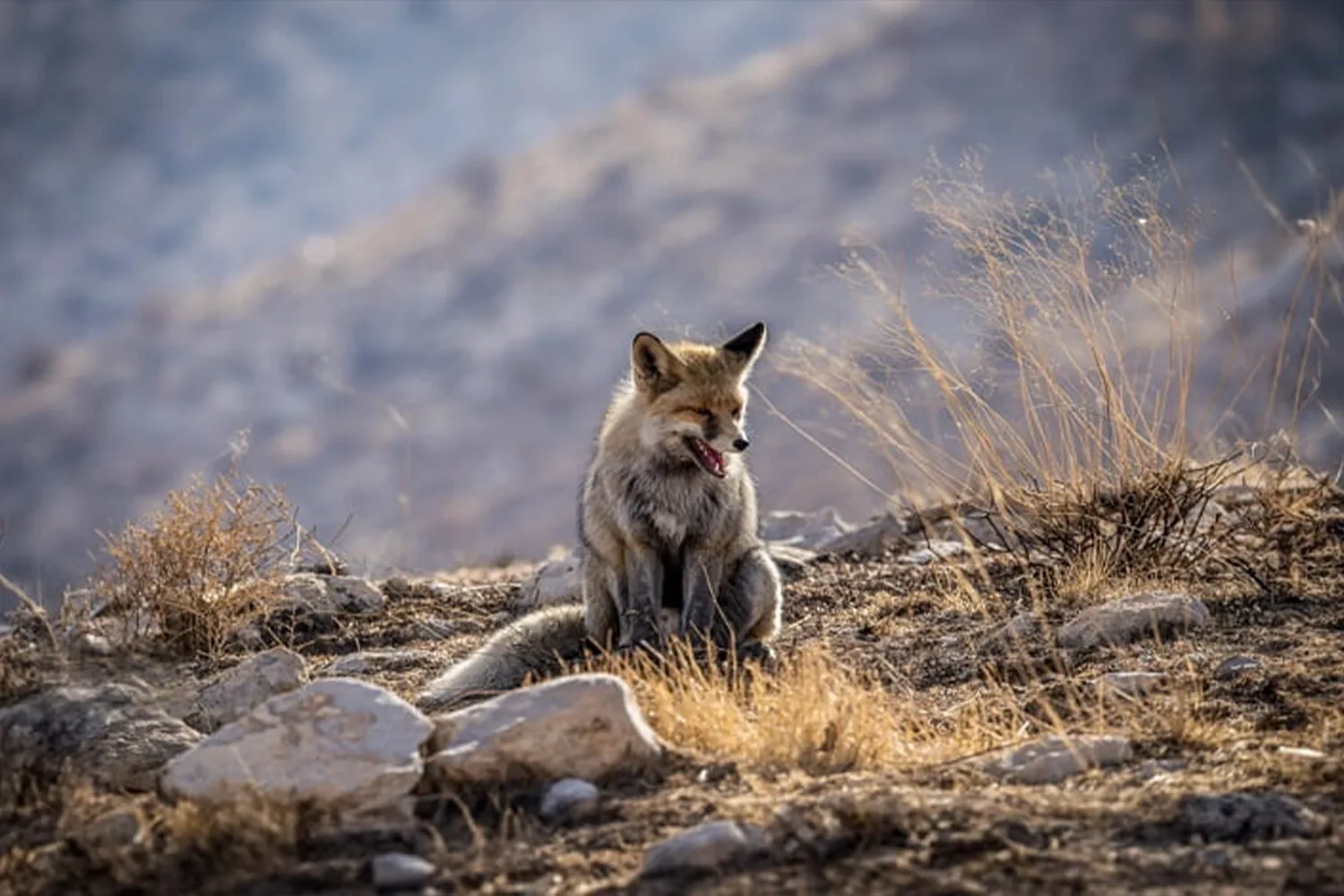 Bemo National Park: A mysterious wildlife world of Iran.