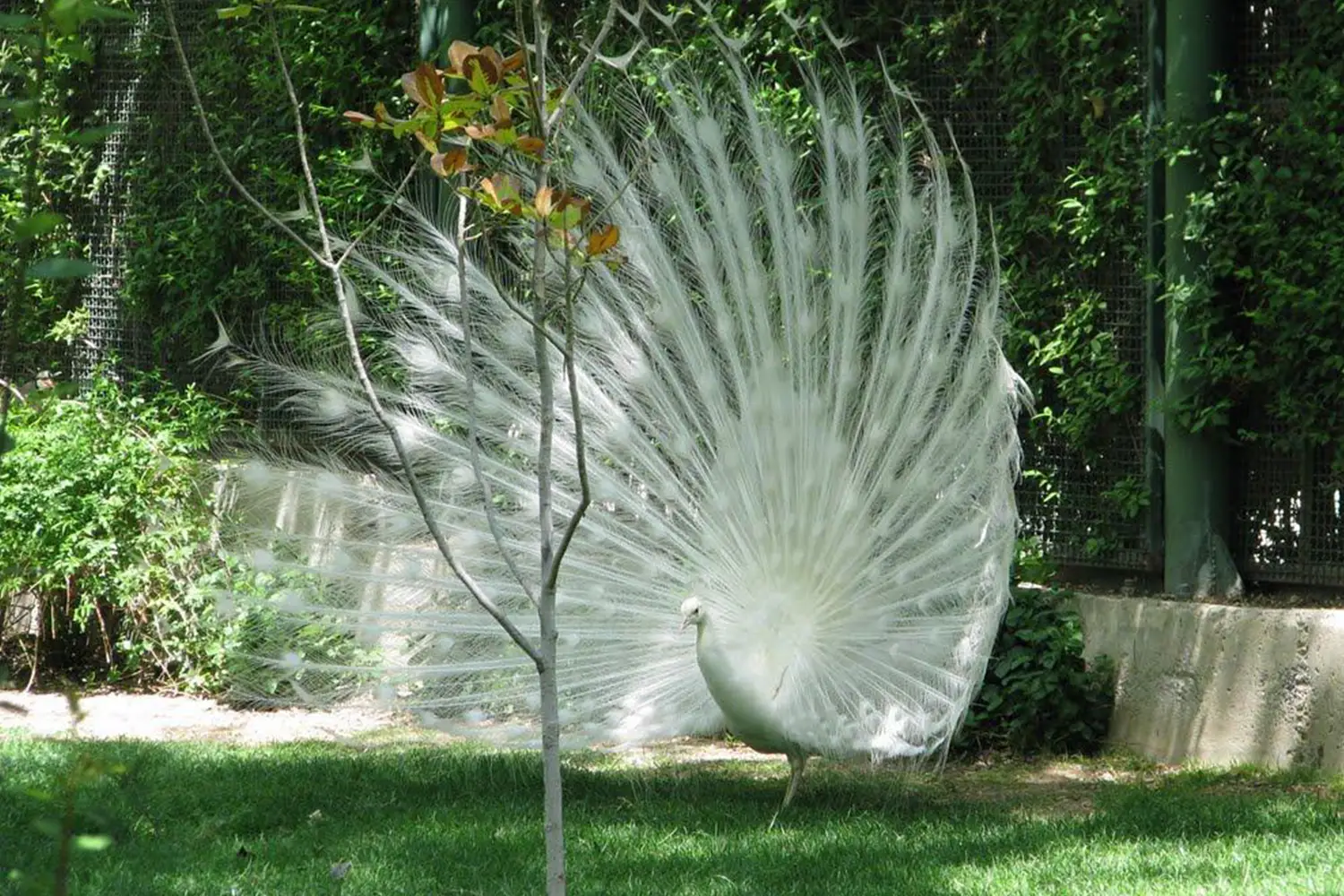 Isfahan Bird Garden — A great place for family outings.