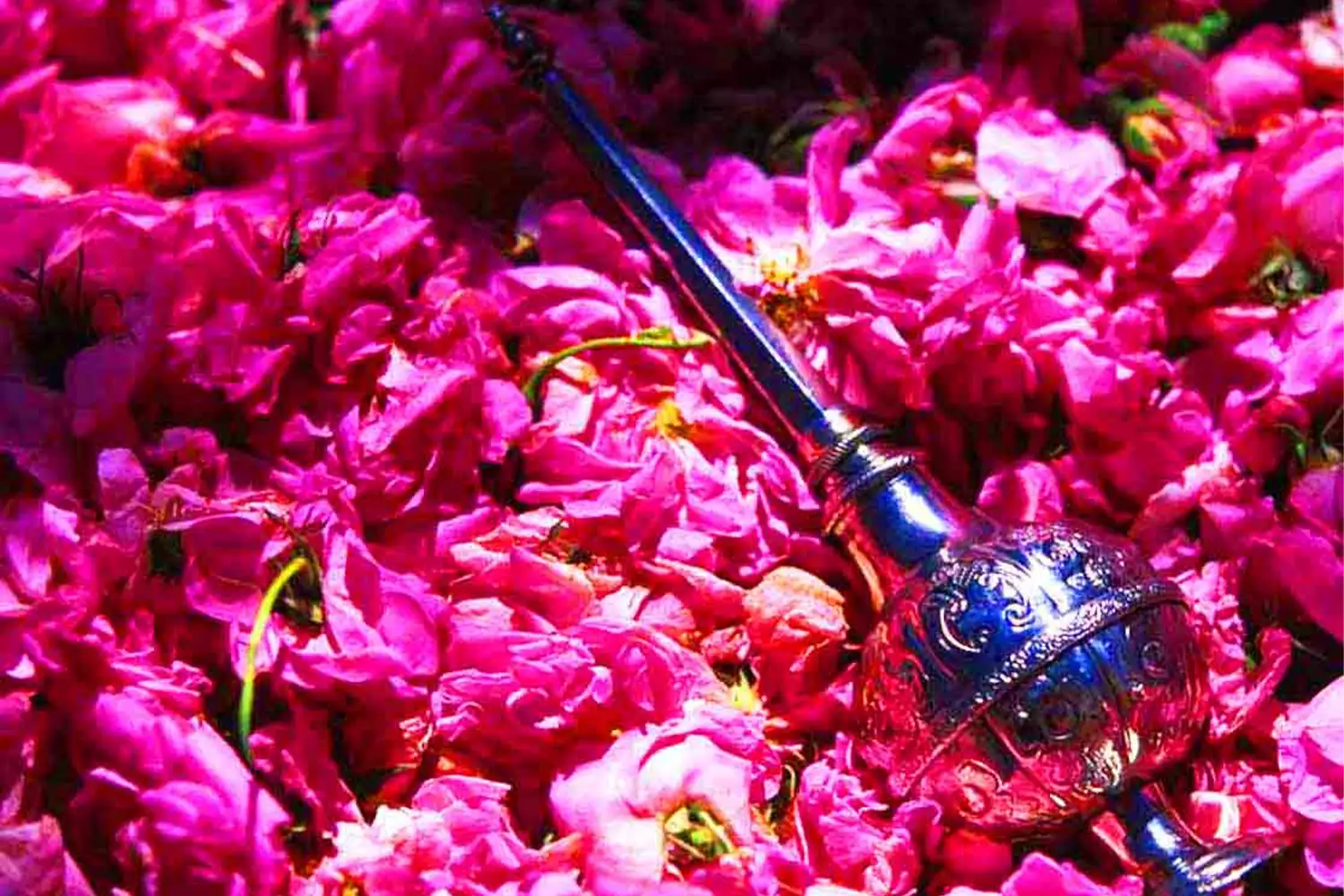 Rosewater: The incredible elixir for skin rejuvenation and beauty.